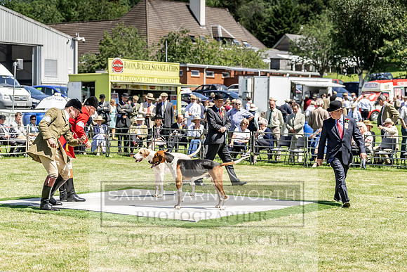 Builth Hound Show 2019-131