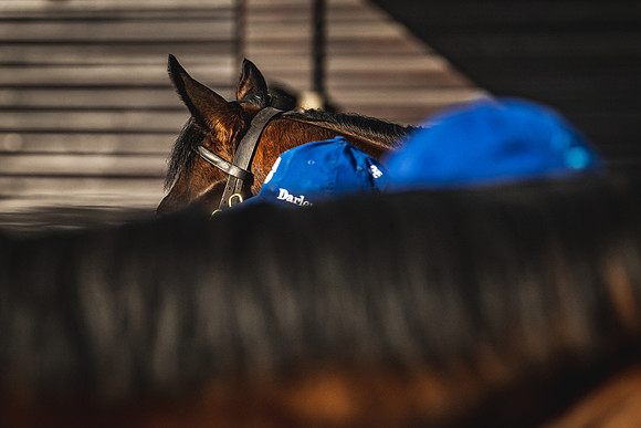 Goffs UK Breeze Up 2022-45