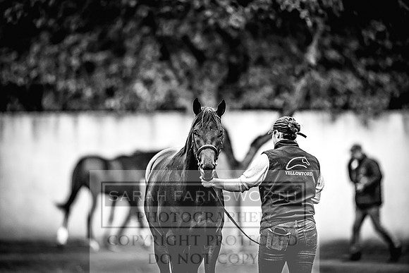 Goffs Orby 2022 Day 1-32