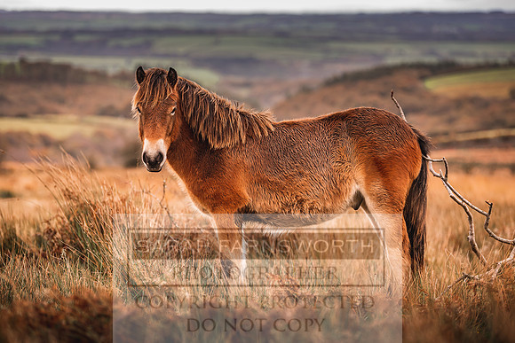 Exmoor Autumn 2020-60