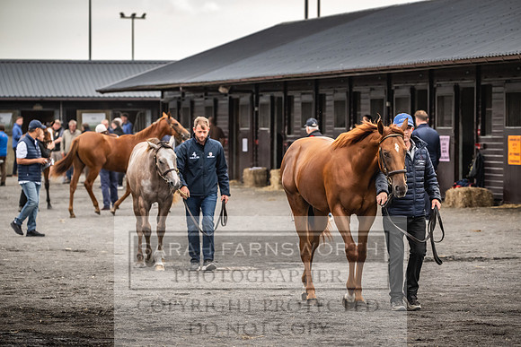 Goffs UK PY24-60