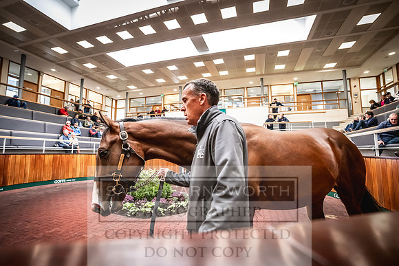 Goffs UK PY24-93