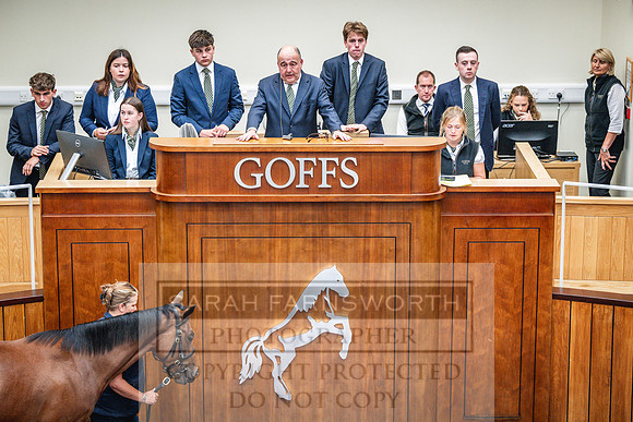 Goffs UK PY24-381