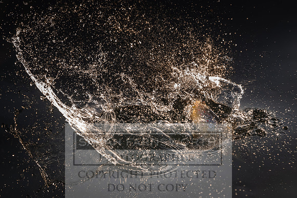 Mayfly Hatch and Brown Trout 2020-62