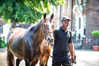 Goffs London Sale 2017-15