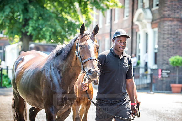 Goffs London Sale 2017-15