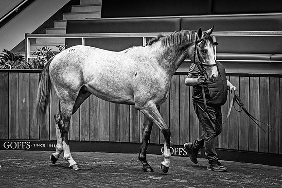 Goffs UK Breeze Up 2022-361