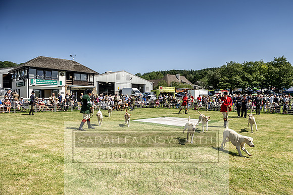 Builth Hound Show 2019-85
