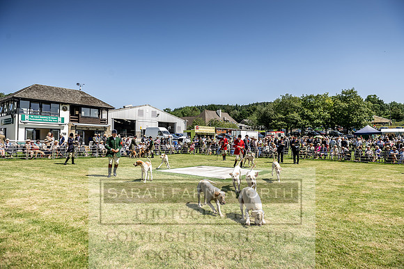 Builth Hound Show 2019-83