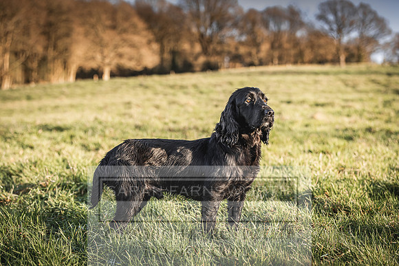 Avonmeadow Stud Dogs-106