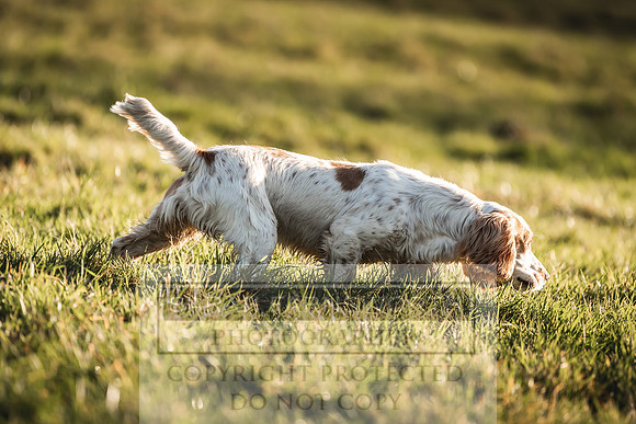 Avonmeadow Stud Dogs-58