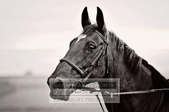 DWFH 140813 539 bw