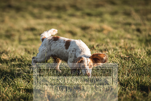 Avonmeadow Stud Dogs-87