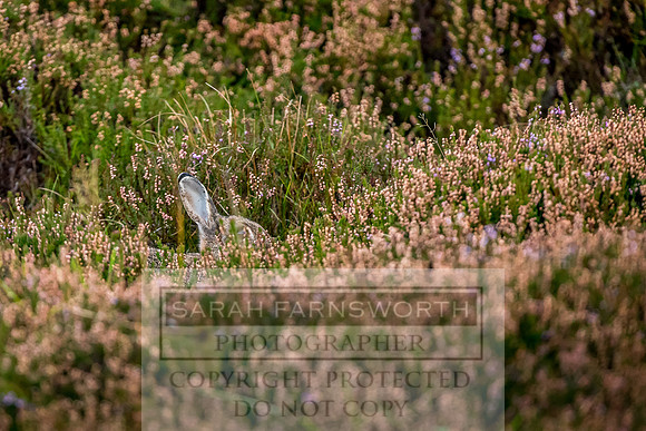 Grouse in Teesdale-11