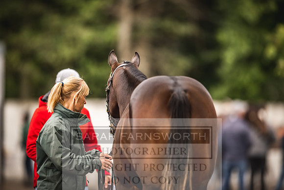 Goffs Orby 2022 Day 1-42