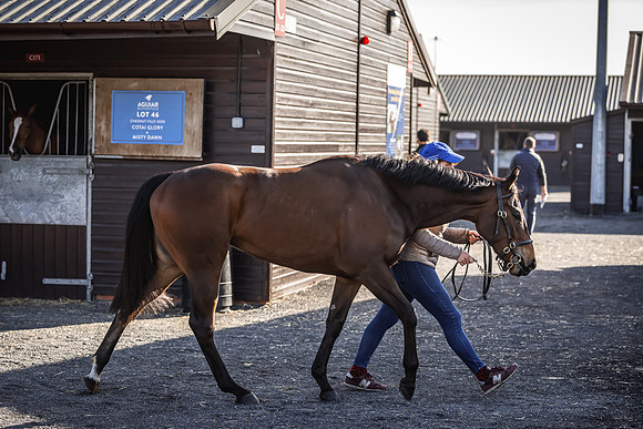 Goffs UK Breeze Up 2022-46