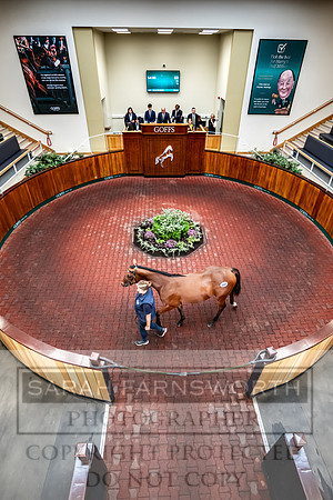 Goffs UK PY24-373