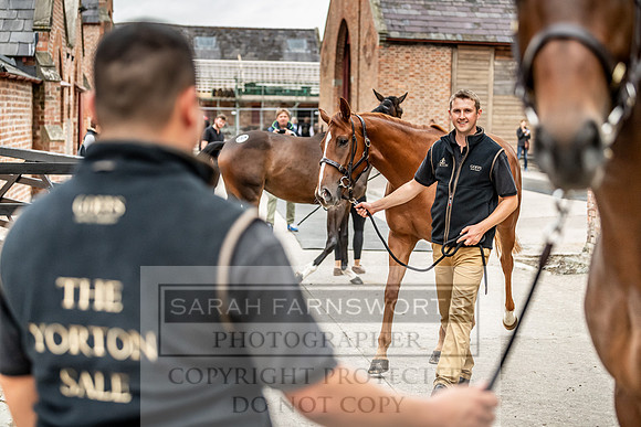 GUK Yorton Sale 2019-157