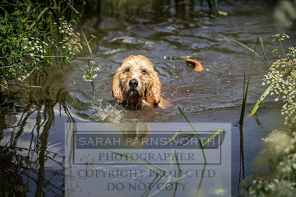 Culm stock June 2019-63