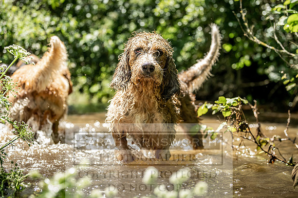 Culm stock June 2019-108