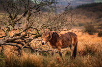 Exmoor Autumn 2020-14