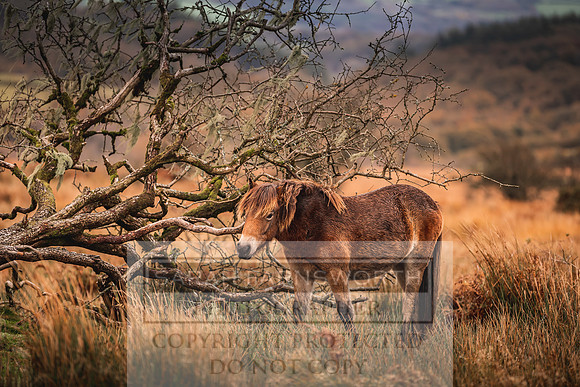 Exmoor Autumn 2020-14