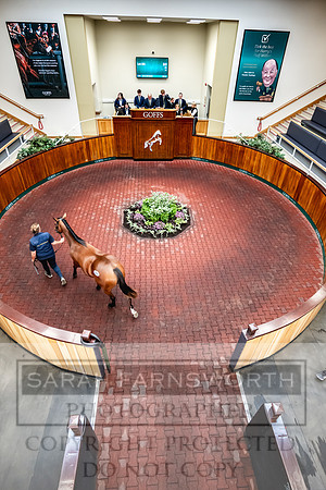 Goffs UK PY24-372
