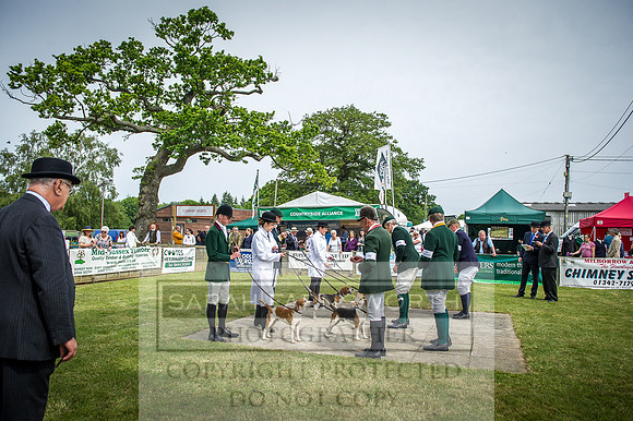 Ardingly Beagles 2016-13