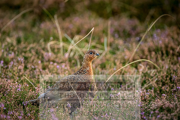 Grouse in Teesdale-16