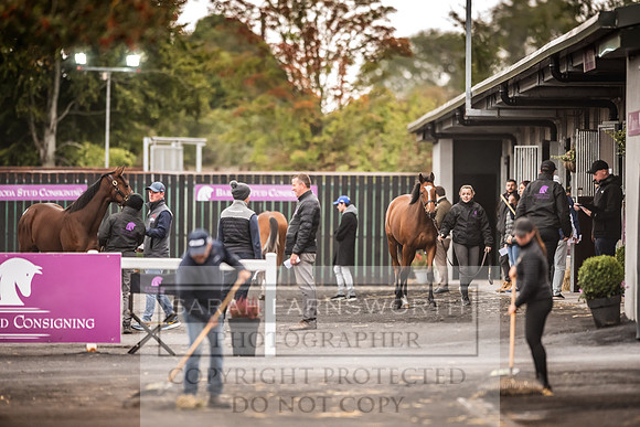 Goffs Orby 2022 Day 1-25