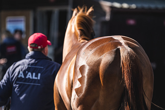 Goffs UK Breeze Up 2022-182