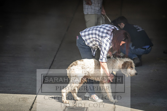 Builth Hound Show 2019-59