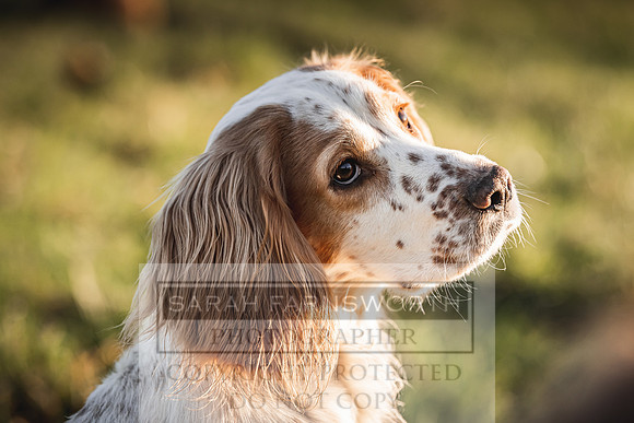 Avonmeadow Stud Dogs-110
