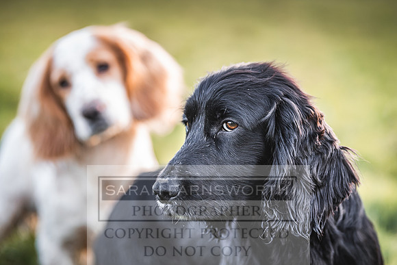 Avonmeadow Stud Dogs-148