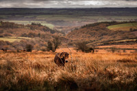 Exmoor Autumn 2020-11