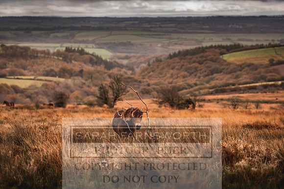 Exmoor Autumn 2020-11
