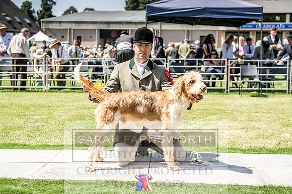 Builth Hound Show 2019-124