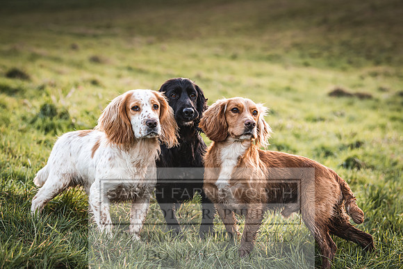 Avonmeadow Stud Dogs-131