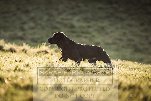Avonmeadow Stud Dogs-64