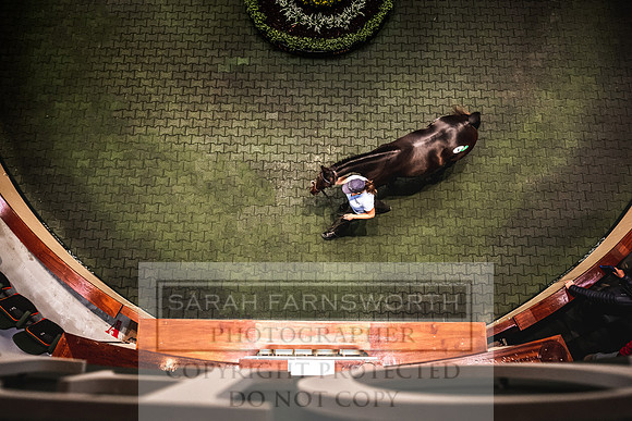 Goffs Orby 2022 Day 1-71