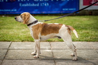 Ardingly Beagles 2016-18