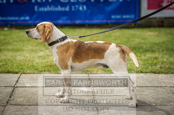 Ardingly Beagles 2016-18