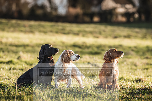 Avonmeadow Stud Dogs-80