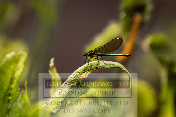 Mayfly Hatch and Brown Trout 2020-76