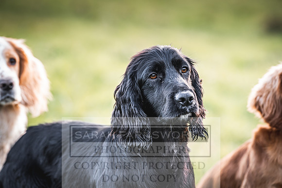 Avonmeadow Stud Dogs-135
