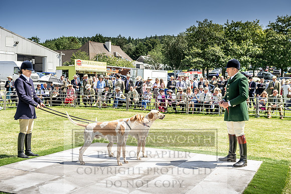Builth Hound Show 2019-64