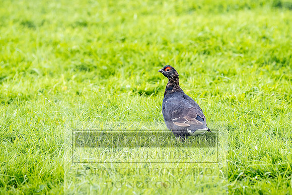 Grouse in Teesdale-1