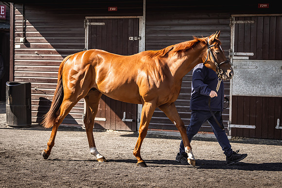 Goffs UK Breeze Up 2022-177