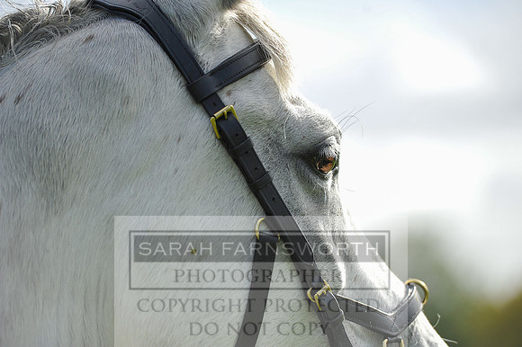 Heythrop Fun Ride 2014-506