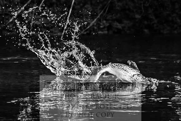 Mayfly Hatch and Brown Trout 2020-72